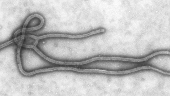 virus ebola 0