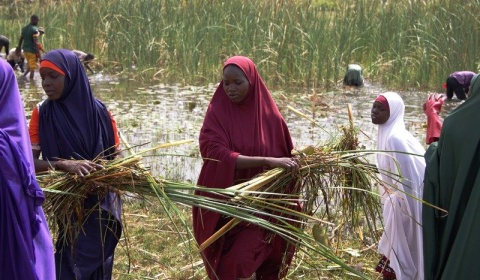 Résilience communautaire : à Maïgardaye, village de la région de Zinder, le PAM appuie les initiatives locales avec le faucardage des mares