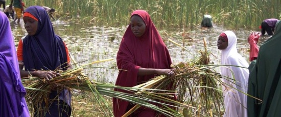 Résilience communautaire : à Maïgardaye, village de la région de Zinder, le PAM appuie les initiatives locales avec le faucardage des mares