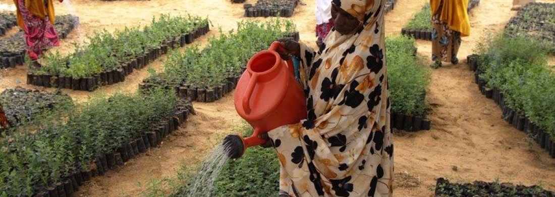 Programme de Résilience du PAM au Niger : à Gagawa, la restauration des terres offre de nouvelles perspectives aux populations