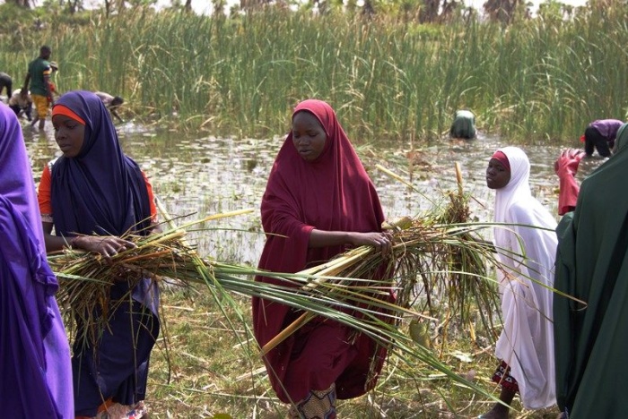 Résilience communautaire : à Maïgardaye, village de la région de Zinder, le PAM appuie les initiatives locales avec le faucardage des mares