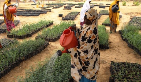 Programme de Résilience du PAM au Niger : à Gagawa, la restauration des terres offre de nouvelles perspectives aux populations