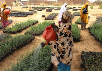 Programme de Résilience du PAM au Niger : à Gagawa, la restauration des terres offre de nouvelles perspectives aux populations