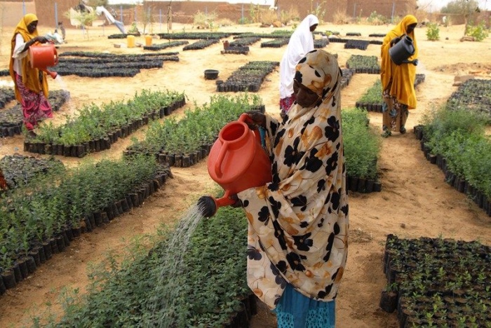 Programme de Résilience du PAM au Niger : à Gagawa, la restauration des terres offre de nouvelles perspectives aux populations