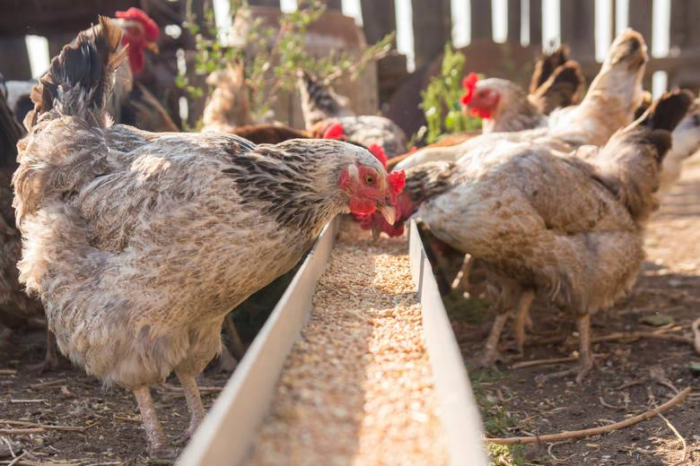 poulet grippe aviaire