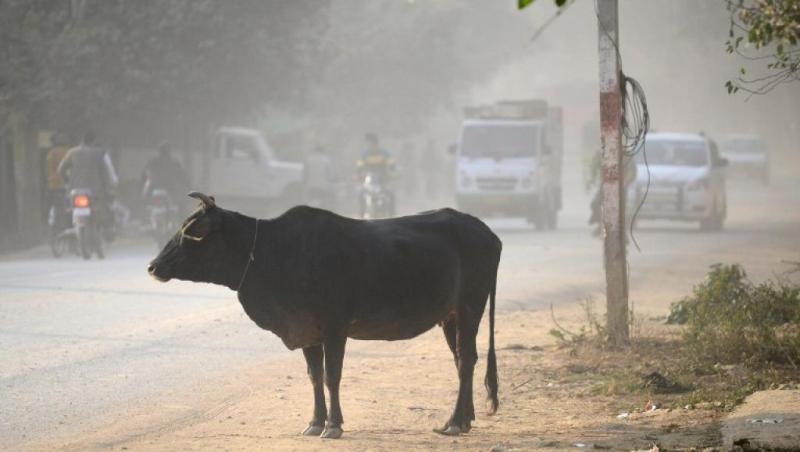 Vache animal