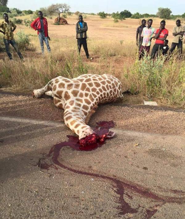 Accident giraffe 