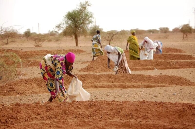 illustration secheresse Niger