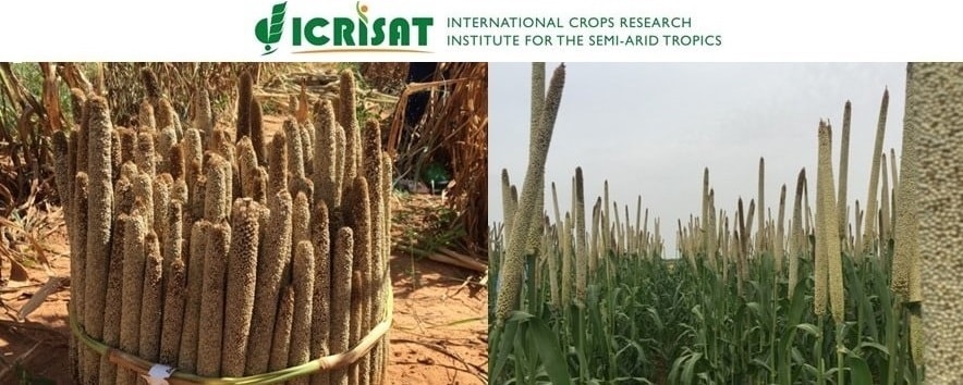 Icrisat le mil-min