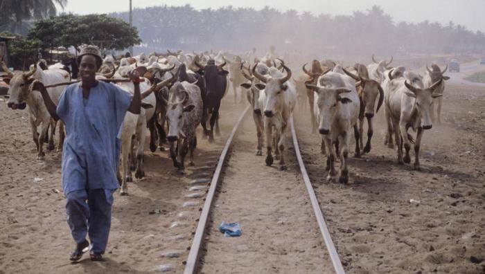 Un eleveur de boeufs en Cote d Ivoire