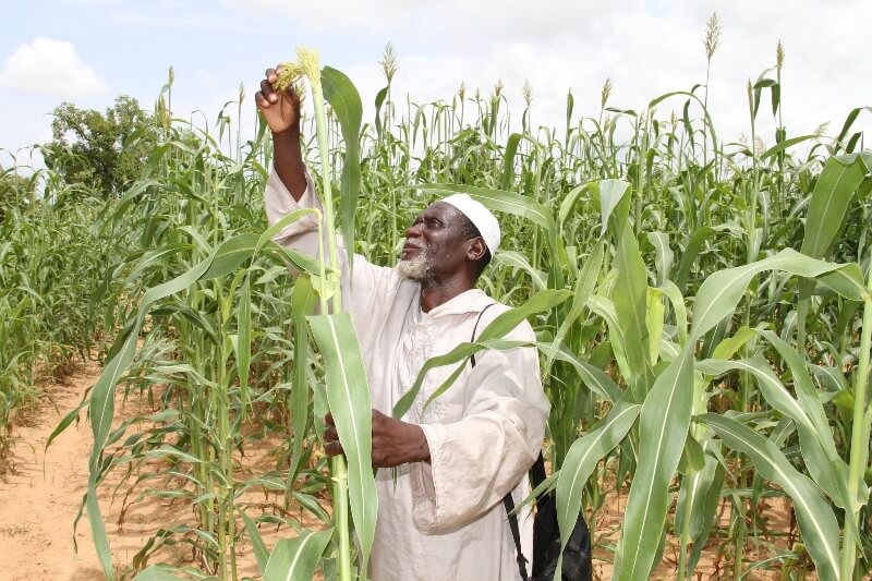 agriculture afrique