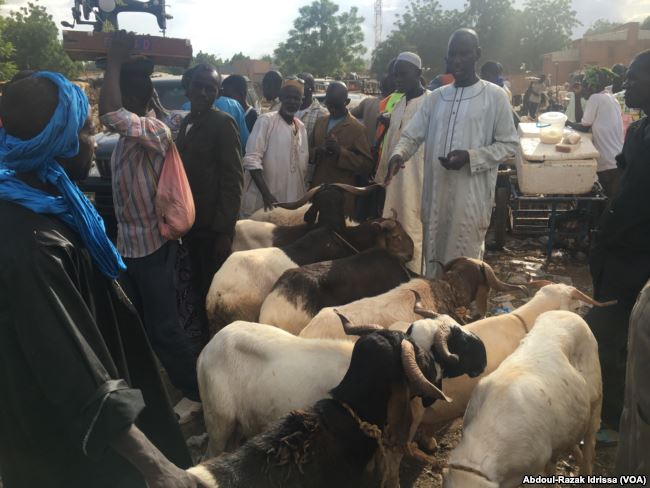 moutons a Niamey