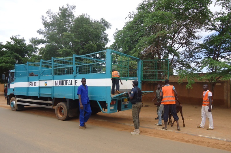 saisie animaux niamey