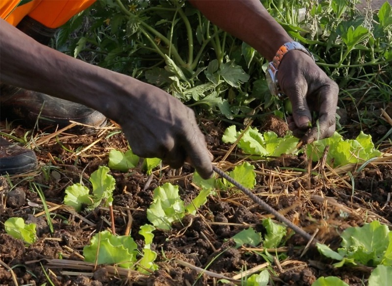 un agriculteur a Kollo