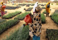 Programme de Résilience du PAM au Niger : à Gagawa, la restauration des terres offre de nouvelles perspectives aux populations
