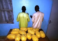 Konni : l’OCRTIS démantèle un réseau international et saisit plus de 57 kg de cannabis et des milliers de psychotropes