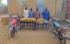 Kantché : plus de 23 kg de cannabis saisis et trois réseaux de trafic démantelés